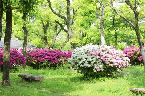 ツツジ ツツジの写真