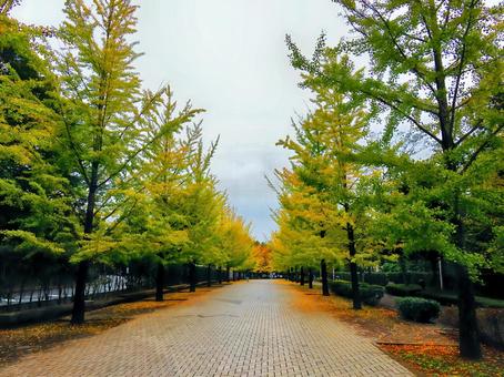 Ginkgo tree lined street, JPG Ginkgo tree lined street, JPG