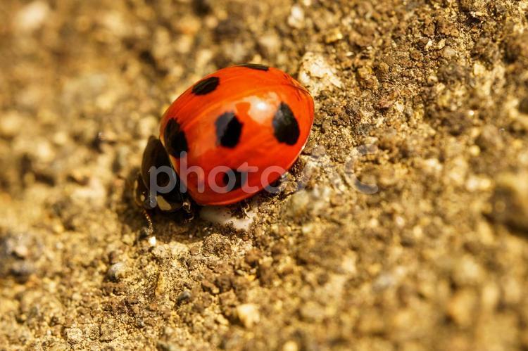 地面を動き回るヤツホシテントウ虫 昆虫,虫,甲虫の写真素材