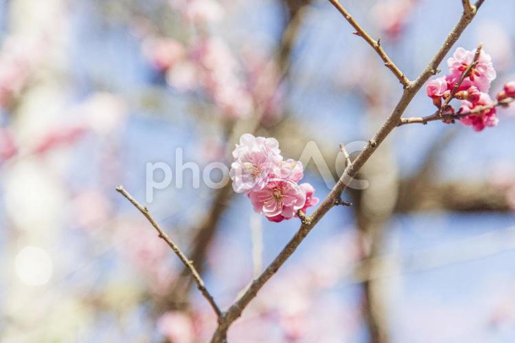 梅の花 梅,うめ,ウメの写真素材