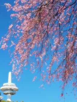 満開の桜 桜,満開,青空の写真素材