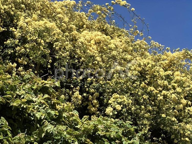 青空と木香薔薇 モッコウバラ,自然,バラの写真素材