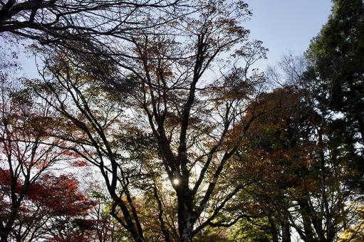 紅葉した木々と木漏れ日 紅葉,秋,風景の写真素材