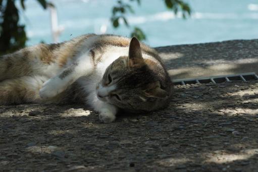 ねこ ねこ にゃんこ,可愛い,野良猫の写真素材