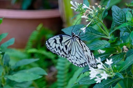 オオゴマダラが白い花にとまる オオゴマダラが白い花にとまる オオゴマダラ,蝶,昆虫の写真素材