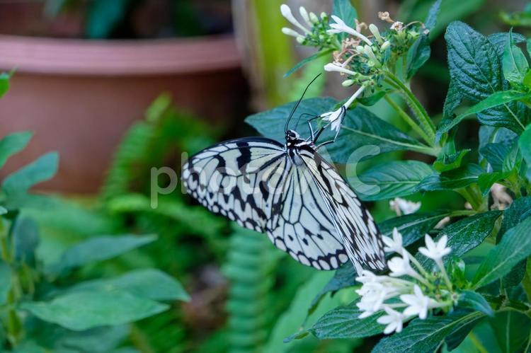オオゴマダラが白い花にとまる オオゴマダラ,蝶,昆虫の写真素材