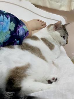 添い寝をしてくれるシャムミックス猫様 添い寝をしてくれるシャムミックス猫様 猫,シャムトラ,視線の写真素材