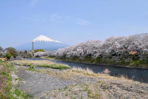 龍巌淵の桜と富士山 龍巌淵の桜と富士山 龍巌淵,桜,富士山の写真素材