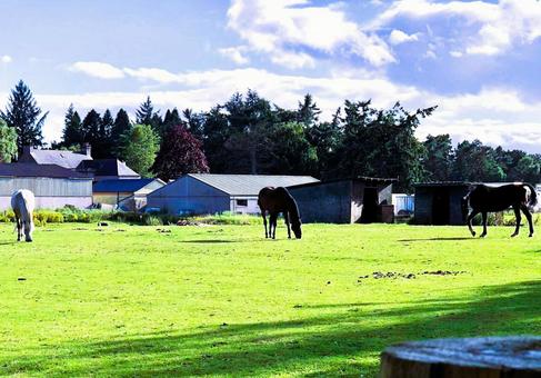 スコットランドの馬 スコットランドの馬 自然,馬,牧場の写真素材