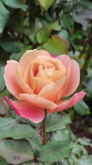 見頃のバラ、グラデーション バラ,ローズ,薔薇の写真素材