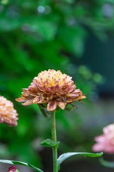 秋の庭に佇むアンティークカラーの菊 菊,花,植物の写真素材