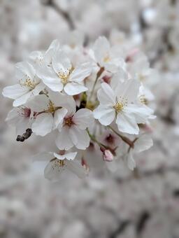 満開の白い桜の花 白い花,花びら,クローズアップの写真素材