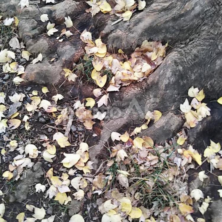 落ち葉　地面　紅葉　木　根っこ　枯葉　秋　冬 道,山,公園の写真素材