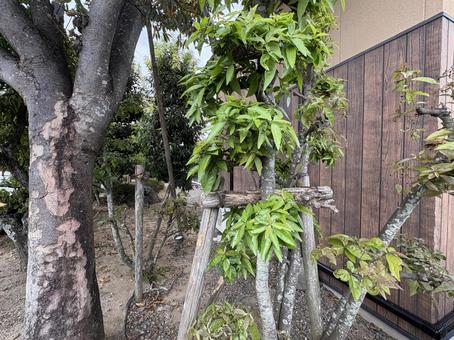 補強された庭木と自然の力強さ 補強された庭木と自然の力強さ 庭木,支柱,自然の写真素材