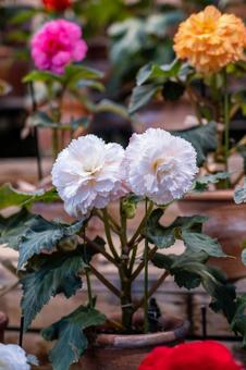 花 花の写真