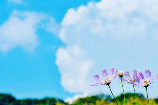 コスモスの花と入道雲 コスモス,入道雲,9月15日の写真素材
