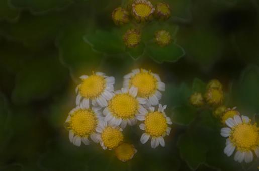 立冬：ハナイソギク3 植物,ハナイソギク,花磯菊の写真素材