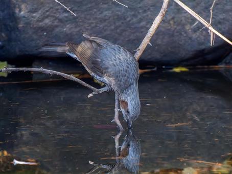水辺のヒヨドリ 水辺のヒヨドリの写真