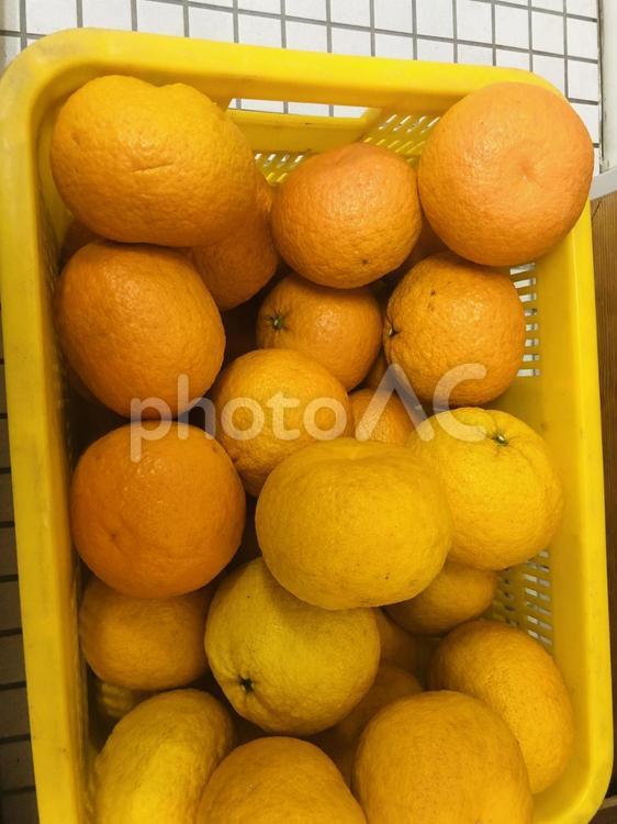 たくさんのみかん 果物,フード,何人もありませんの写真素材