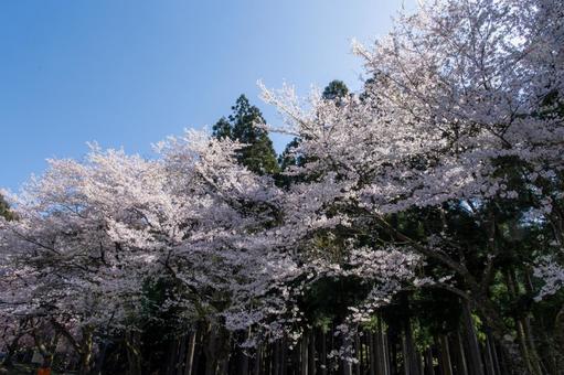 満開の桜 満開の桜の写真