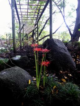 オフシーズンのぼたん園に咲くヒガンバナ ヒガンバナ,花,植物の写真素材