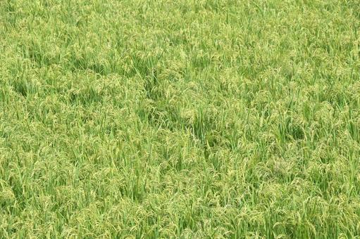 Photo, paddy field, boar, to go through, 