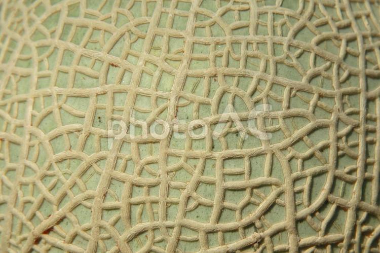 マスクメロンの網目のアップ画像 メロン,マスクメロン,網目の写真素材