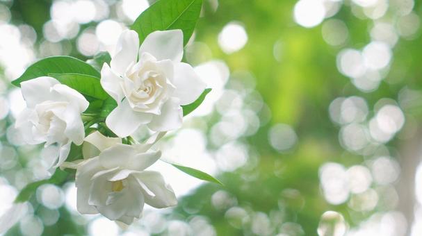 くちなしの花-150 くちなしの花-150の写真