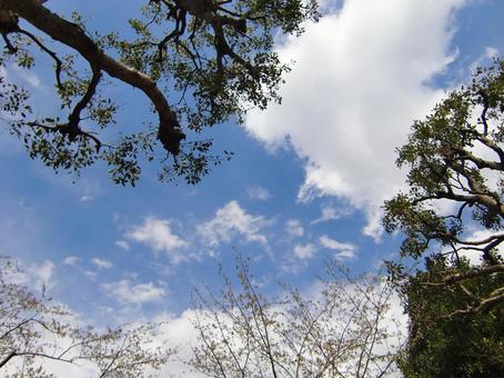 立木と青空-7 立木と青空-7 立木,幹,枝の写真素材