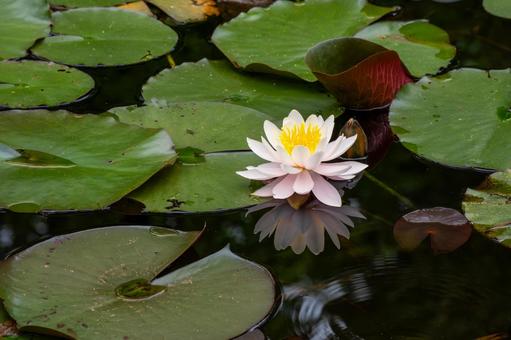 Water Lily ⒄, JPG