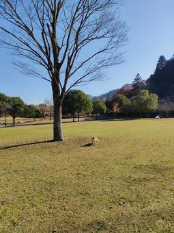 宮ヶ瀬湖畔園地でリラックスする柴犬! 宮ヶ瀬湖畔園地でリラックスする柴犬!の写真