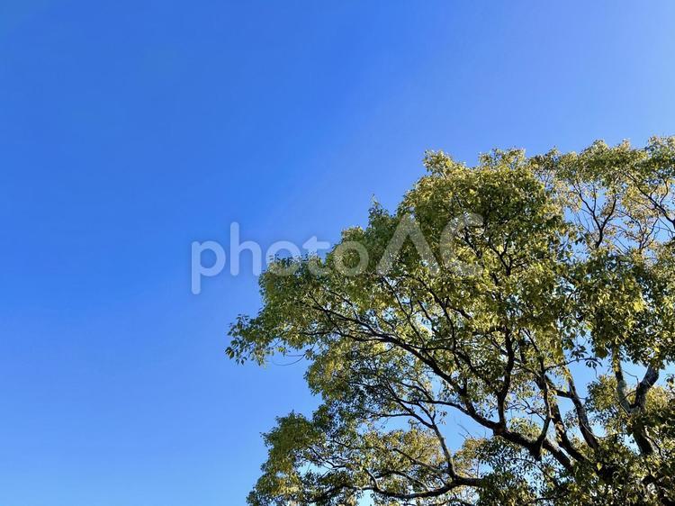 鮮やかな青い空と大きな木 自然,空,風景の写真素材