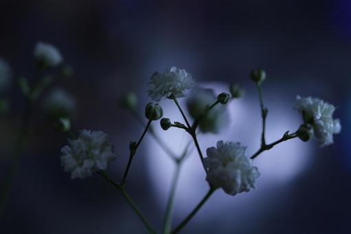 かすみ草 かすみ草の写真