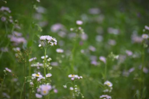 Photo, flower, himgeon, pink, 
