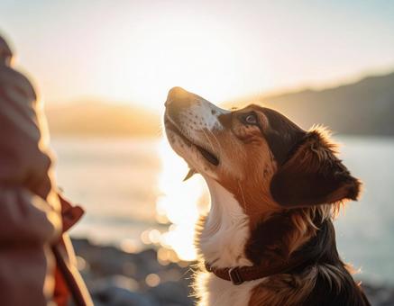 見上げる犬 見上げる犬の写真