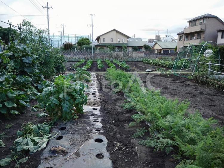 夏野菜の畑 野菜,夏,夏野菜の写真素材