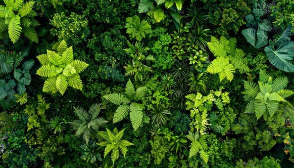 緑の生い茂る森 緑の生い茂る森の写真