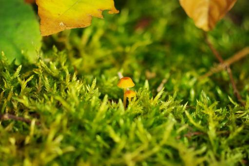 Mushrooms, JPG Mushrooms, JPG