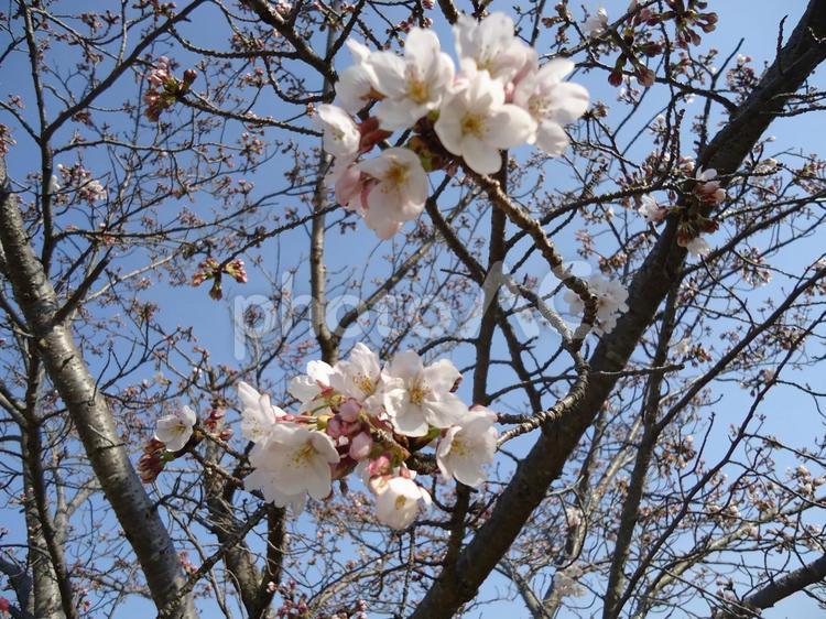桜　さくら　サクラ さくら,しょくぶつ,サクラの写真素材