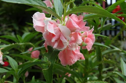 ホウセンカ・鳳仙花　マクロ ホウセンカ,自然風景,美しいの写真素材