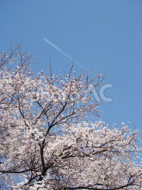 桜と飛行機雲 ひこうき雲,飛行機雲,桜の写真素材