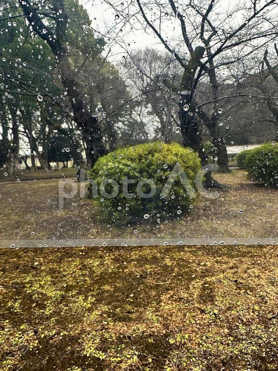 上野恩賜公園　水滴　雨の上野公園 上野恩賜公園（うえのおんしこう,雨の公園,台東区の写真素材