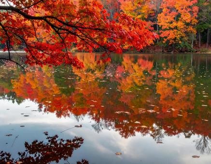 紅葉 紅葉の写真