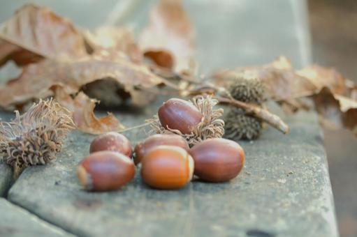 ドングリ どんぐり,秋,実の写真素材