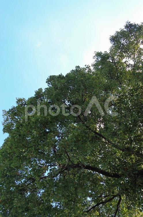大樹を見上げて 自然,木,空の写真素材