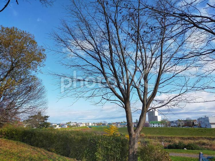葉の落ちた木 木,風景,秋の写真素材