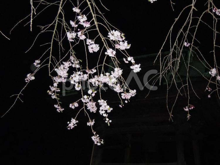 夜桜、しだれ桜 ecology,garden,plantsの写真素材