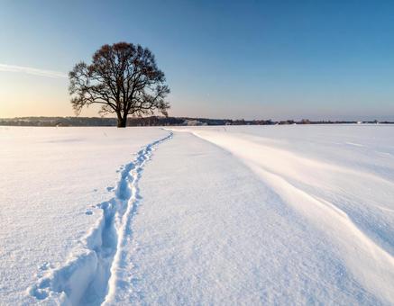 雪原の中にある一本の木2 雪原の中にある一本の木2の写真