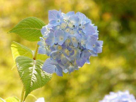 【花の写真】紫陽花の花 【花の写真】紫陽花の花 紫陽花,アジサイ,あじさいの写真素材