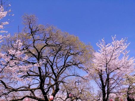 Cherry blossoms, fresh green trees and blue sky, JPG